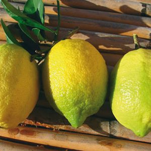 limoni Sorrento i.g.p.