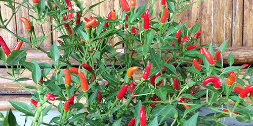 pianta peperoncino piccante